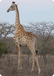 Submit a YouTube video of your South African Lodges, Resorts, and Wildlife Retreats here