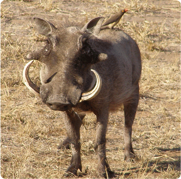 Warthog snared